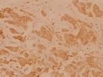 HLA-DOA Polyclonal Antibody