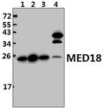 MED18 Polyclonal Antibody