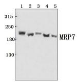 MRP7 Polyclonal Antibody