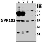 QRFPR Polyclonal Antibody