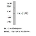 RAI3 Polyclonal Antibody