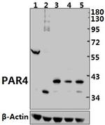Protease-Activated Receptor-4 Polyclonal Antibody