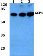 GCP4 Polyclonal Antibody