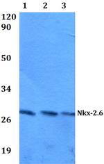 Nkx2.6 Polyclonal Antibody