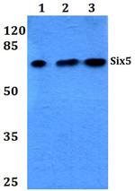 SIX5 Polyclonal Antibody