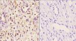 Myeloid Specific Antigen Polyclonal Antibody