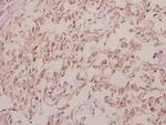 Cdc40 Polyclonal Antibody