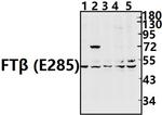 FNTB Polyclonal Antibody