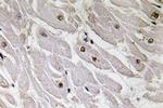 PAX1 Polyclonal Antibody