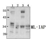 Livin Polyclonal Antibody