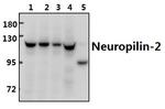 Neuropilin 2 Polyclonal Antibody