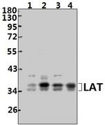 LAT Polyclonal Antibody