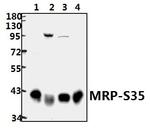 MRPS35 Antibody in Western Blot (WB)