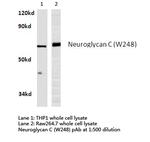 CSPG5 Polyclonal Antibody