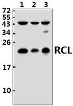 RCL Polyclonal Antibody