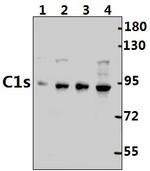 C1S Antibody in Western Blot (WB)