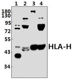 HFE Polyclonal Antibody