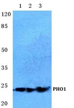 APOBEC3A Polyclonal Antibody