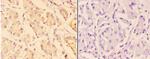 Arp3 Polyclonal Antibody