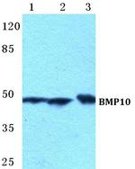 BMP-10 Polyclonal Antibody