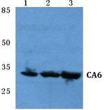 Carbonic Anhydrase VI Polyclonal Antibody