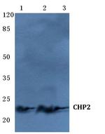 CHP2 Polyclonal Antibody