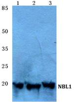 NBL1 Polyclonal Antibody