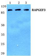 RAPGEF3 Polyclonal Antibody