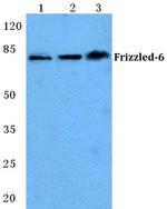 FZD6 Polyclonal Antibody
