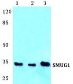 SMUG1 Polyclonal Antibody