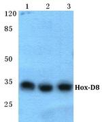 HOXD8 Polyclonal Antibody