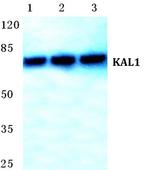 KAL1 Polyclonal Antibody