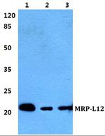 MRPL12 Polyclonal Antibody