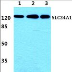 SLC24A1 Polyclonal Antibody
