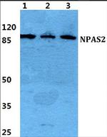 NPAS2 Polyclonal Antibody