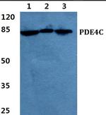 PDE4C Polyclonal Antibody