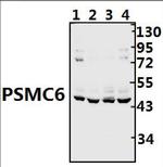 PSMC6 Polyclonal Antibody