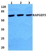 RAPGEF5 Polyclonal Antibody