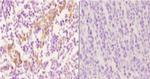 RGS10 Antibody in Immunohistochemistry (Paraffin) (IHC (P))