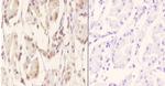 RGS10 Antibody in Immunohistochemistry (Paraffin) (IHC (P))
