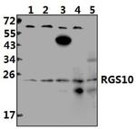 RGS10 Antibody in Western Blot (WB)