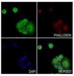 RGS5 Polyclonal Antibody