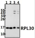 RPL30 Polyclonal Antibody