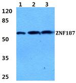 ZNF187 Polyclonal Antibody