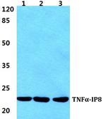 TNFAIP8 Polyclonal Antibody