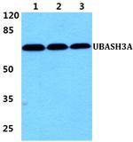 UBASH3A Polyclonal Antibody