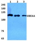 UBE4a Polyclonal Antibody