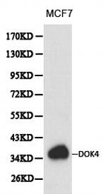 DOK4 Antibody in Western Blot (WB)
