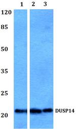 DUSP14 Polyclonal Antibody