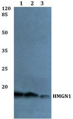 HMGN1 Polyclonal Antibody